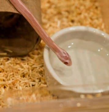 tiny snake pet