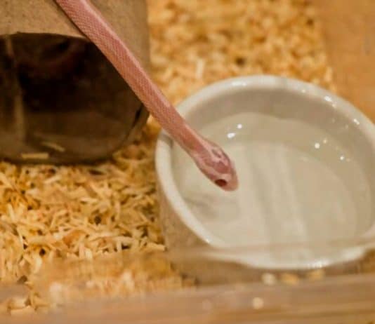 tiny snake pet