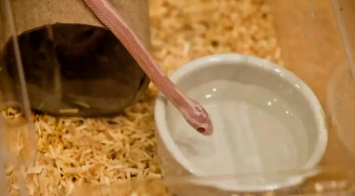 tiny snake pet