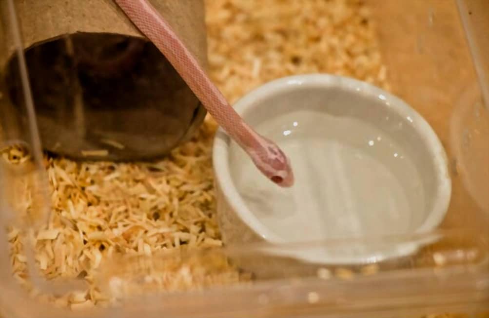 tiny snake pet
