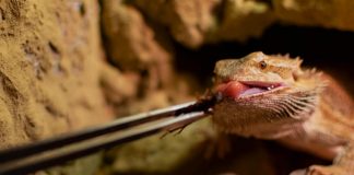 bearded dragon eating crickets
