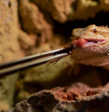 bearded dragon eating crickets