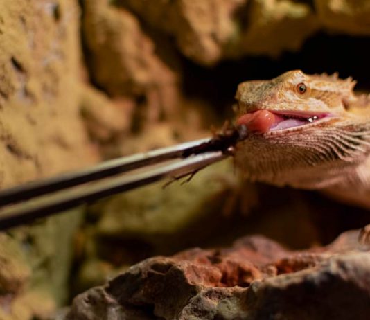 bearded dragon eating crickets