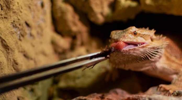 bearded dragon eating crickets