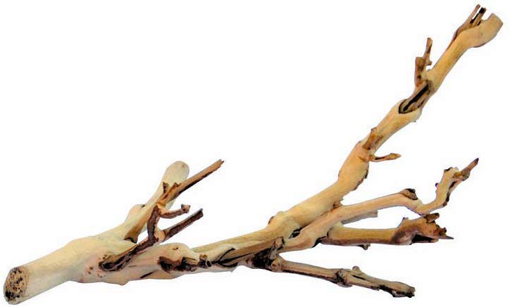 exoterra branch