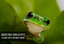 American Green Tree Frog as Pets (4 Care Facts You Must Know) green tree frog shy