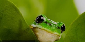 green tree frog shy