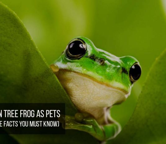 green tree frog shy