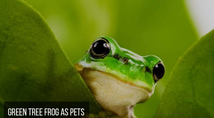 green tree frog shy