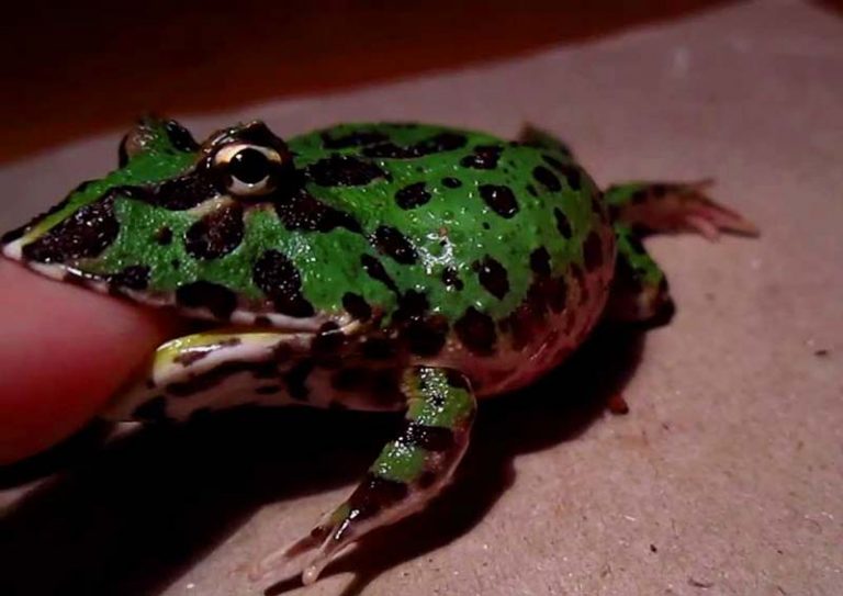 5 Step Pacman Frog Care Are they good pets? ExoPetGuides