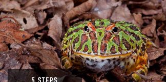 pacman frog on leaves