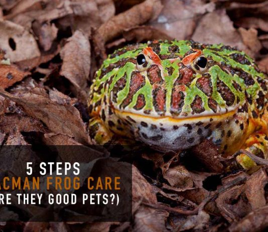 pacman frog on leaves