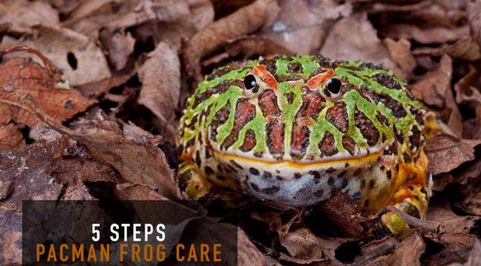 pacman frog on leaves