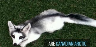 Arctic Marble Fox as Pets