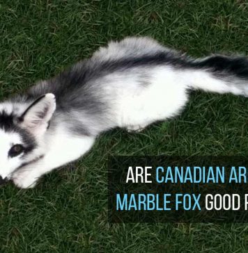 Arctic Marble Fox as Pets