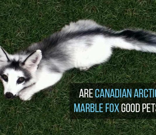 Arctic Marble Fox as Pets