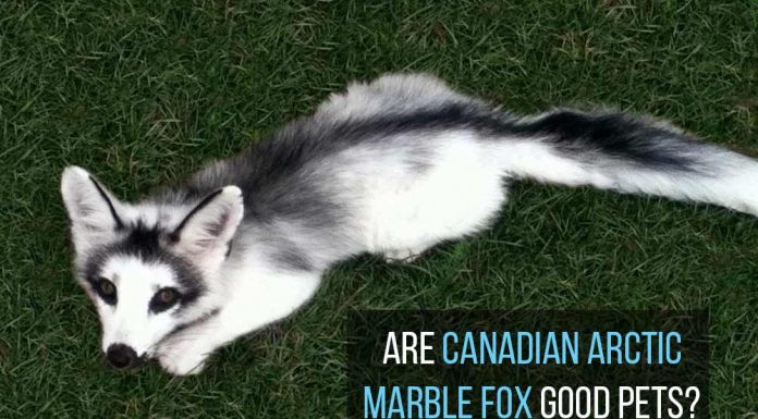 Arctic Marble Fox as Pets