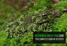 Vietnamese Mossy Frog Pet Care (10 Steps Complete Guide) Vietnamese mossy frog