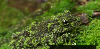 Vietnamese mossy frog