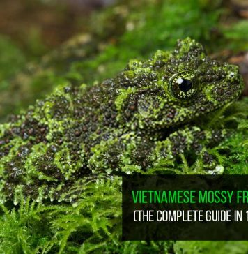 Vietnamese mossy frog