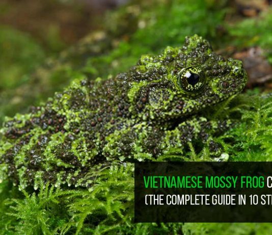 Vietnamese mossy frog
