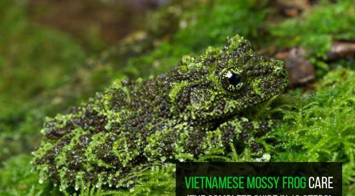 Vietnamese mossy frog