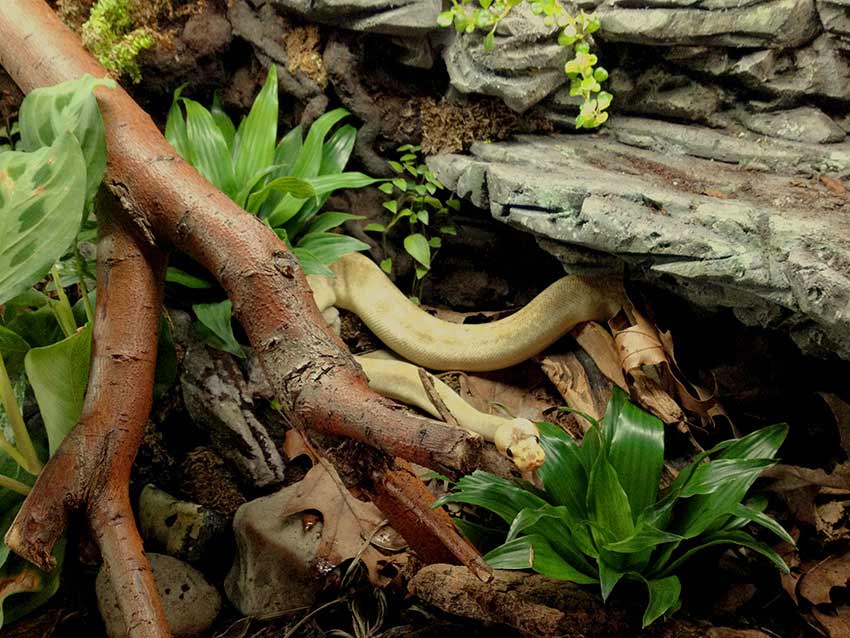 banana ball python in the wild