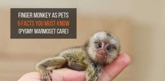 finger monkey as pets