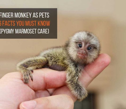 finger monkey as pets