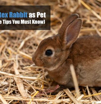 mini rex rabbit care