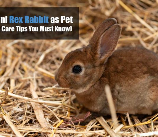 mini rex rabbit care