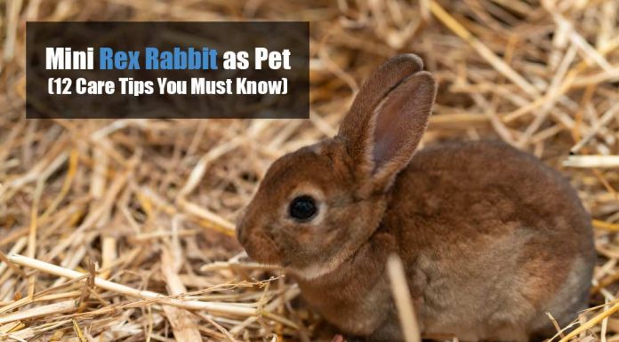 mini rex rabbit care