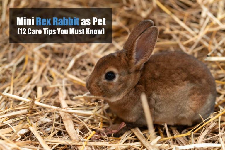 Regular Rex Rabbit Mini Rex Rabbit as Pets (12 Care Tips You Must Know) | ExoPetGuides