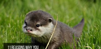 otter as pets