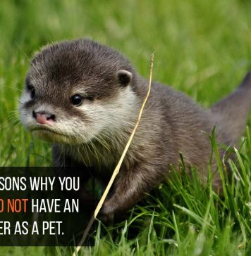 otter as pets