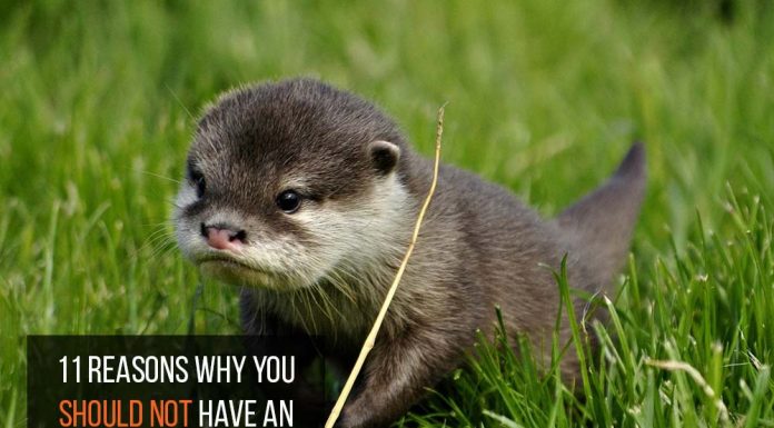 otter as pets