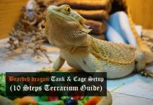 bearded dragon tank setup