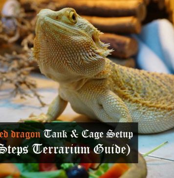 bearded dragon tank setup