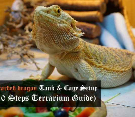 bearded dragon tank setup