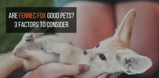 are fennec fox good pet