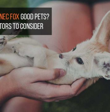 are fennec fox good pet