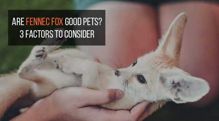 are fennec fox good pet