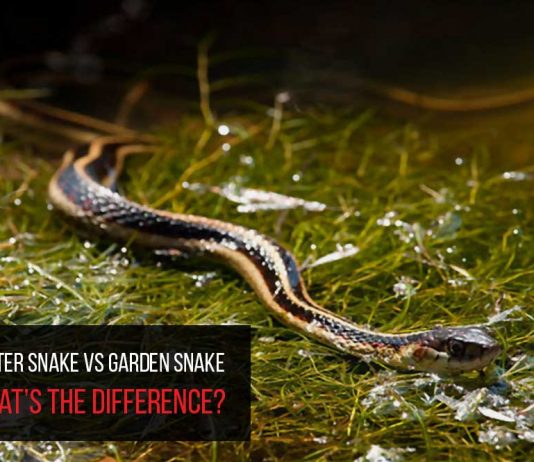 garter snake or garden snake