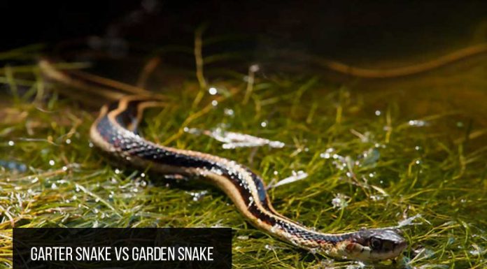 garter snake or garden snake