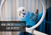 how long do parakeets live
