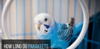 how long do parakeets live