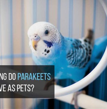 how long do parakeets live