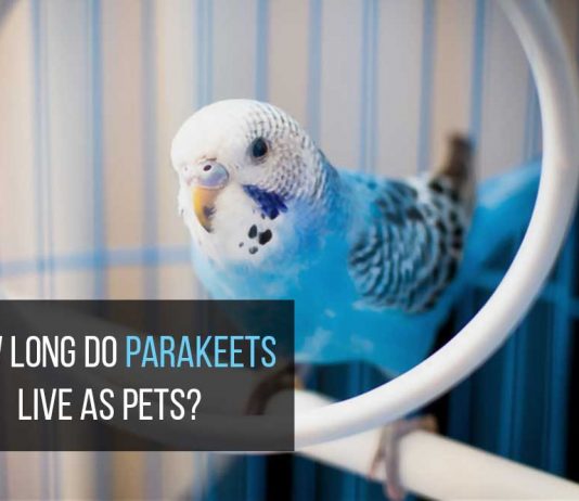 how long do parakeets live
