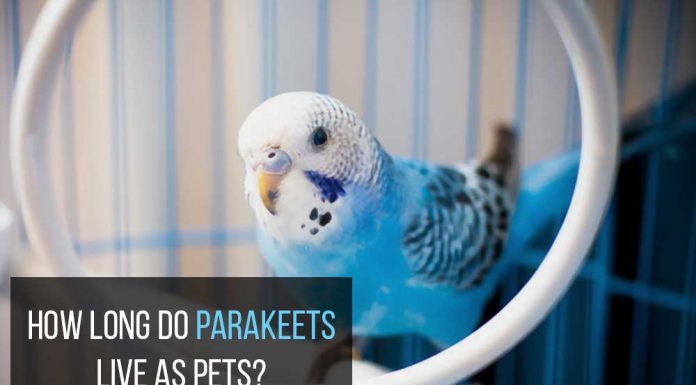how long do parakeets live
