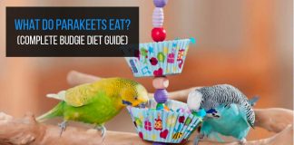 what do parakeets eat